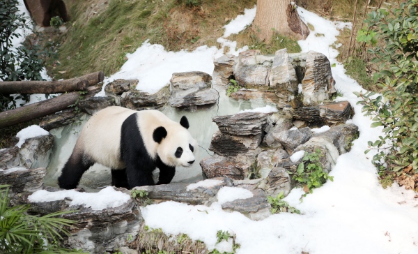 大熊猫在冰雪环境中感受节日氛围。陈仕川摄