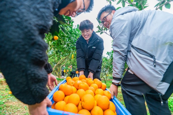 柑橘采摘节。重庆工商职业学院供图