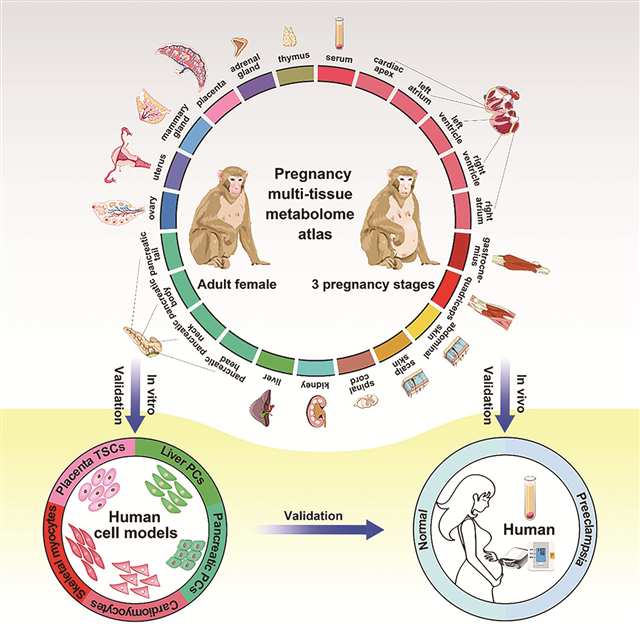 灵长类动物妊娠期多种组织器官代谢图谱的绘制与验证过程