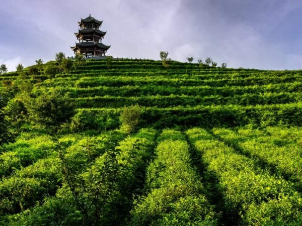 荔枝街道风景。荔枝街道供图