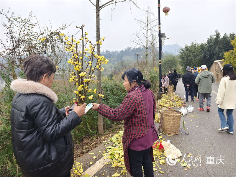 重庆市北碚区静观镇，当地村民正在售卖蜡梅花束。人民网 陈琦摄