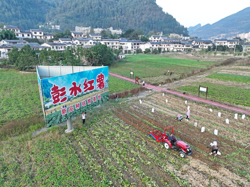 彭水紅薯新品種培育基地。彭水縣委宣傳部供圖