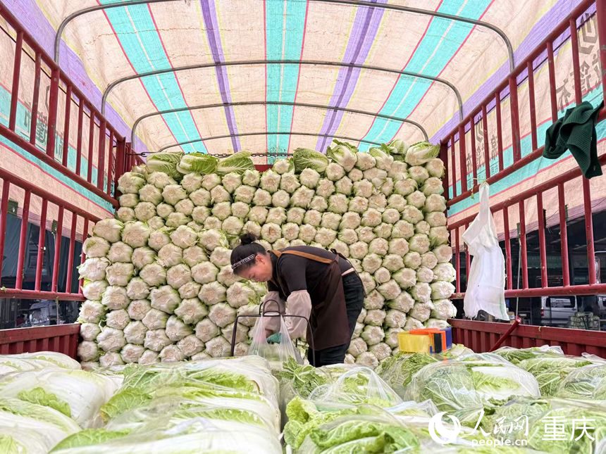 唐富琼正在打包货车上的白菜。人民网记者 胡虹摄