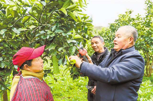 2月5日，梁平合兴街道龙滩村中华·梁平柚海标准果园中，何耀春（图右）指导村民剪枝。记者 尹诗语 摄/视觉重庆