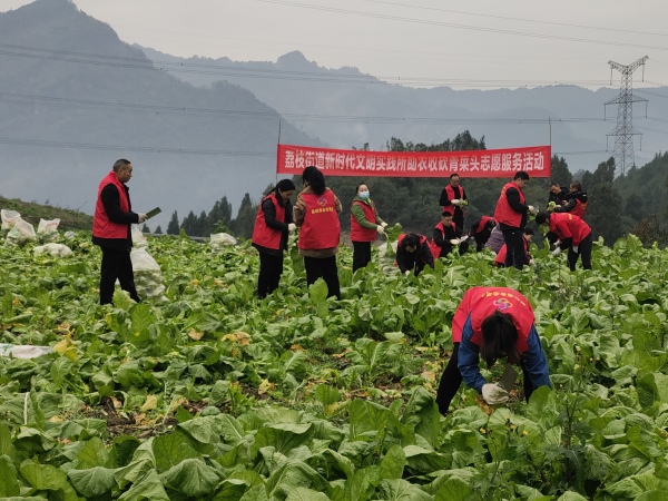 助農收砍青菜頭。袁曉露攝