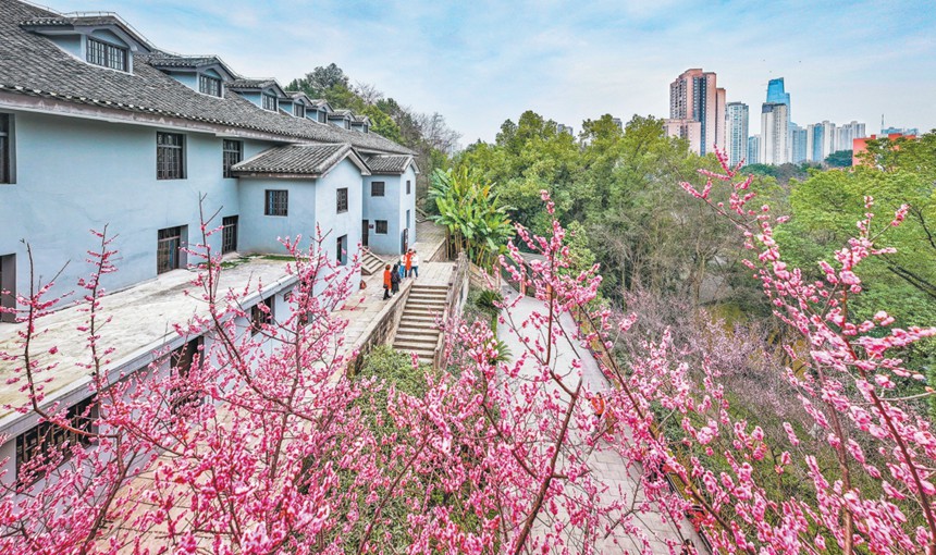 2月11日，渝中区红岩村中共中央南方局暨八路军驻重庆办事处旧址，市民在红梅花下拍照打卡。首席记者 龙帆 摄/视觉重庆