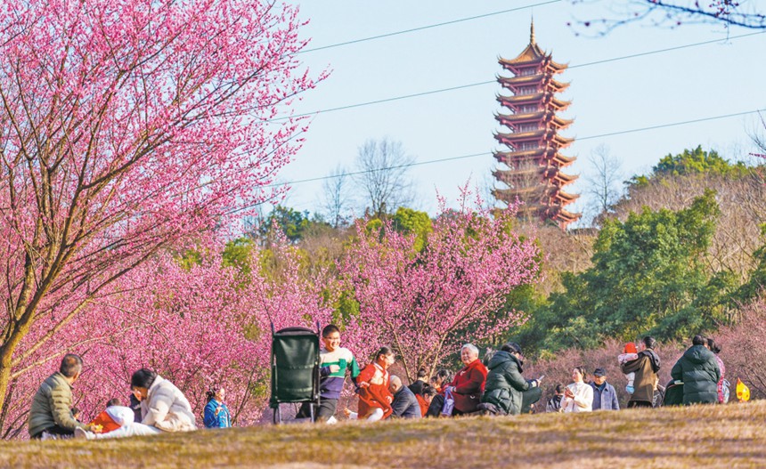 2月8日，两江新区照母山森林公园，市民在盛开的红梅花下享受春日暖阳。记者 李雨恒 摄/视觉重庆