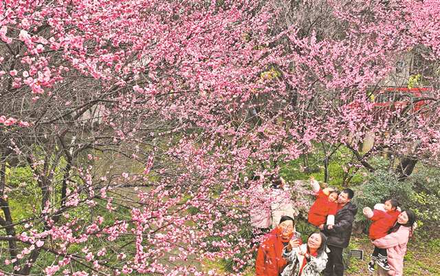 2月2日，万盛经开区东林街道，市民游客在赏梅拍照。特约摄影 曹永龙/视觉重庆