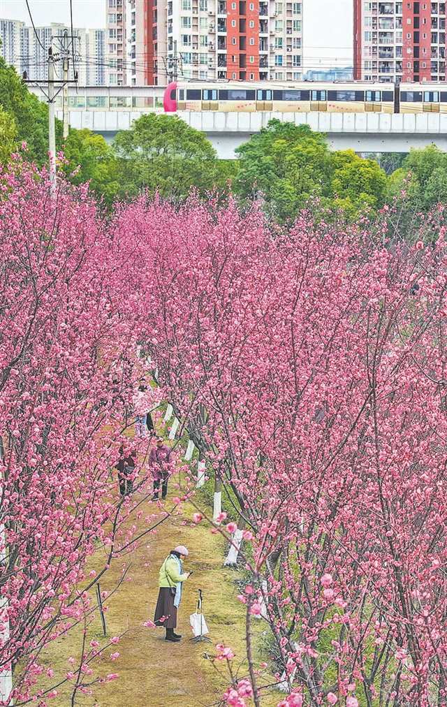 2月7日，两江新区跳墩河公园，红梅花与远处驶过的列车相映成趣，绘就了一幅美丽的春日画卷。首席记者 龙帆 摄/视觉重庆