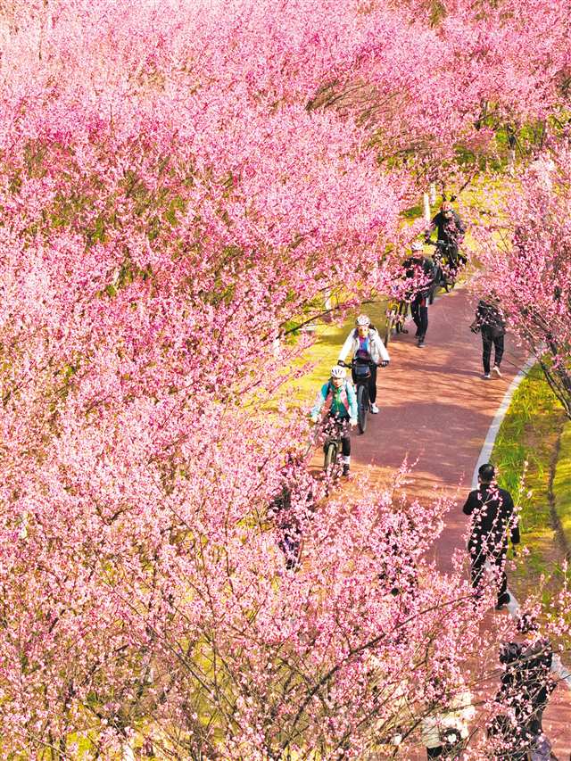 “梅蕊破初寒，春来何太早。”近日，我市各地的梅花竞相绽放，为早春增添了一抹绚丽的色彩，吸引市民纷纷出游赏花打卡。图为市民在渝北区悦来会展公园的花海里骑行。记者 李雨恒 摄/视觉重庆