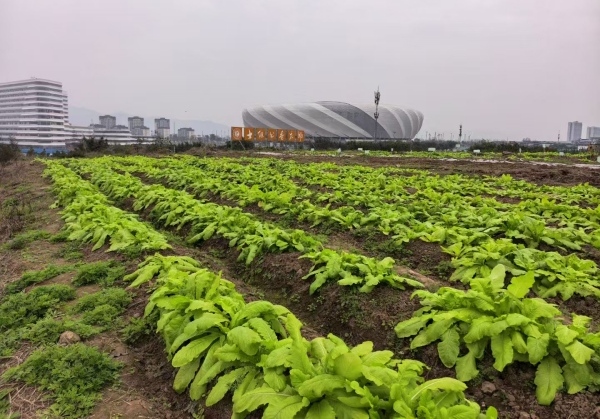 “士繼書香農場”種植的蘿卜。重慶理工大學供圖