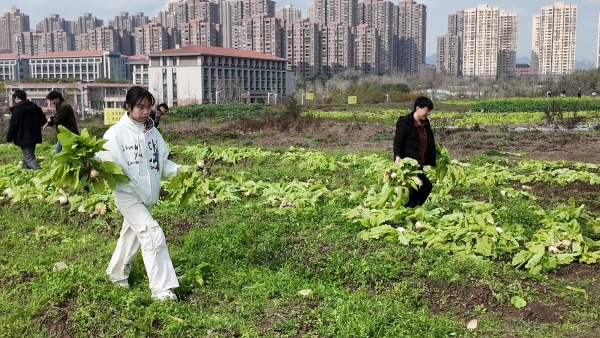 採摘現場。重慶理工大學供圖