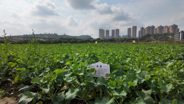 “士繼書香農場”種植的油菜。重慶理工大學供圖