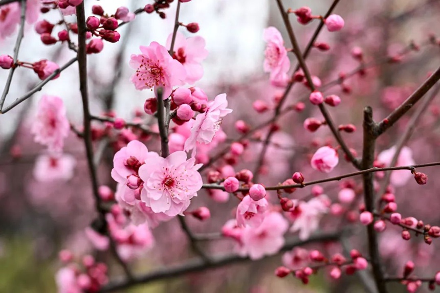 大片的梅花开满枝头。崔景印摄