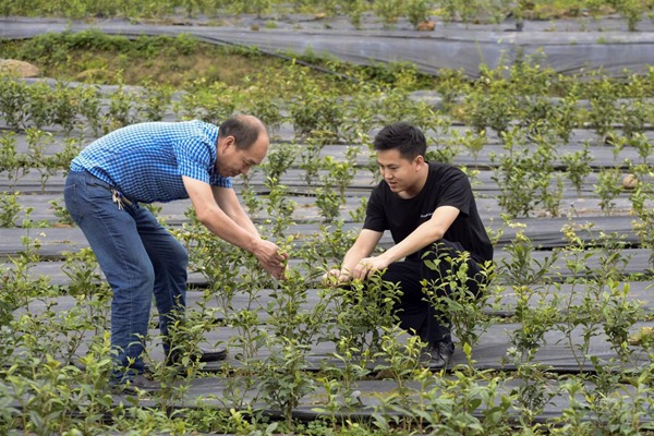 图为成少科（右）与专家共探茶苗病害防治，科技为传统产业插上翅膀。重庆移动供图