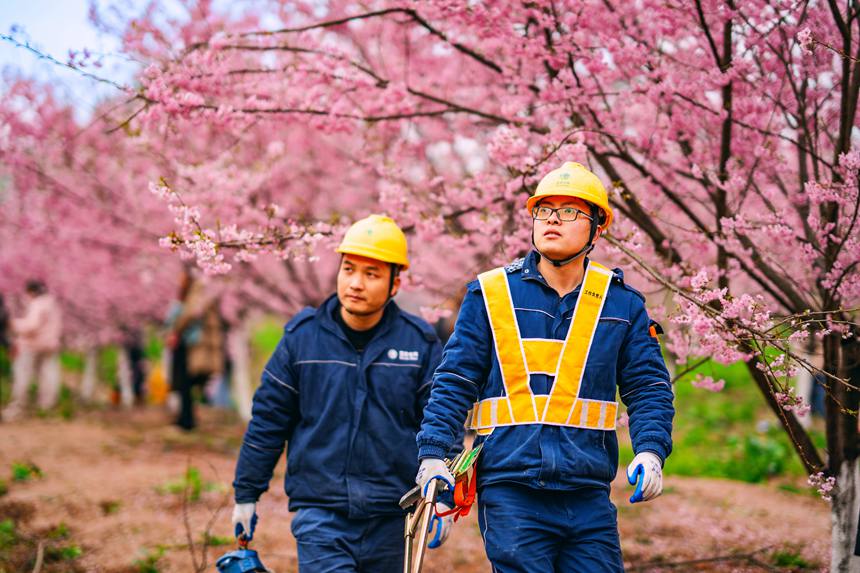 2月25日，在榮昌峰高街道金銀村，國網重慶永川供電公司大力促進“電力+文旅”融合，對櫻花園春灌用電進行全面檢查維護，同時向游客宣講保護電力設施知識。賴小龍攝