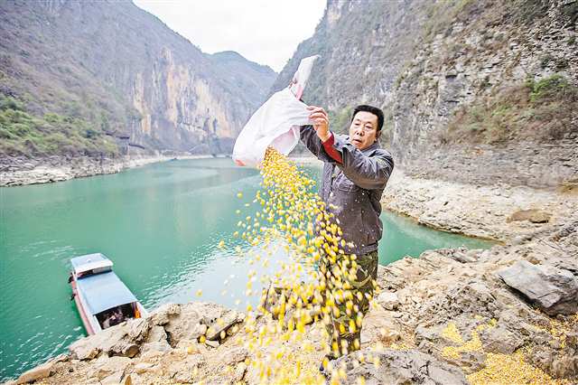 二月十九日，巫山小三峡·小小三峡景区，“猴司令”龚清兵在第三处投喂点抛撒“猴粮”。记者 尹诗语 摄\视觉重庆