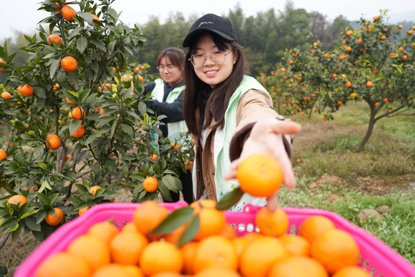 學生志願者在幫種植大戶採摘沃柑。西南大學供圖