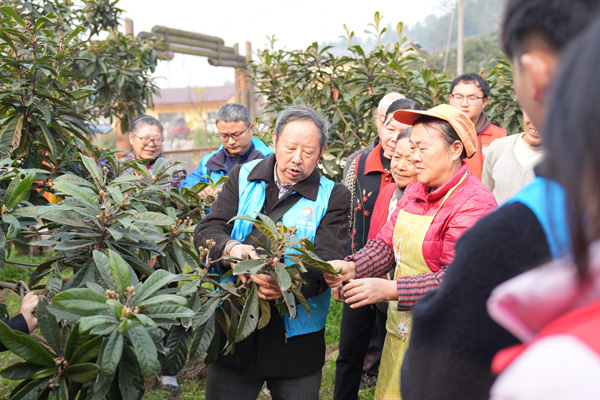 西南大学的教师志愿者李晓林给种植户讲解枇杷疏果套袋技术。西南大学供图