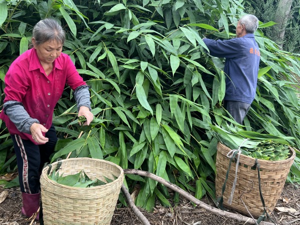 麻竹豐收。榮昌區林業局供圖