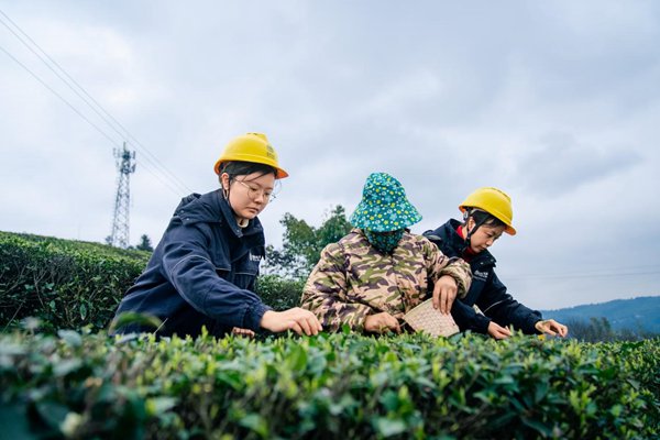 电力人员协助村民采摘明前茶。国网重庆永川供电公司供图