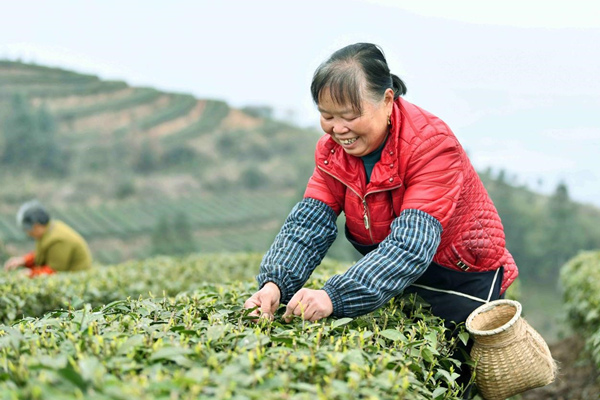 村民在新农村茶山上采摘新茶。郭又嘉摄