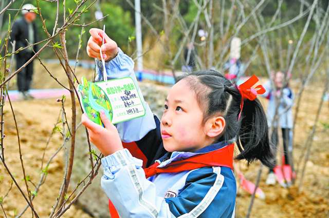 3月11日，重庆高新区白市驿镇，小学生为种下的树苗挂上认养牌。通讯员 雷键 摄/视觉重庆