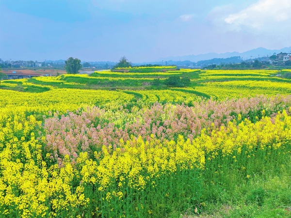 彩色油菜花海。景區供圖