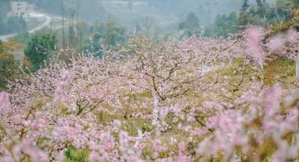 桃花盛开。东温泉镇供图