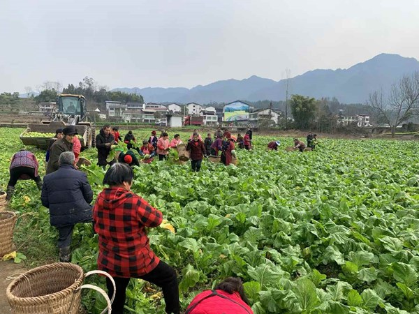 达州市新芽村的农户砍收青菜头。重庆市供销合作总社供图