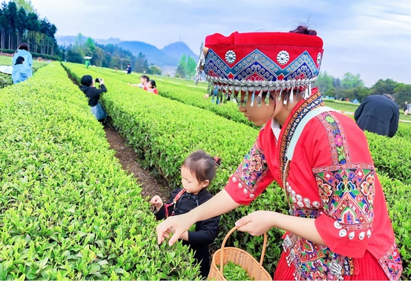 游客在采摘春茶。姚华胜摄