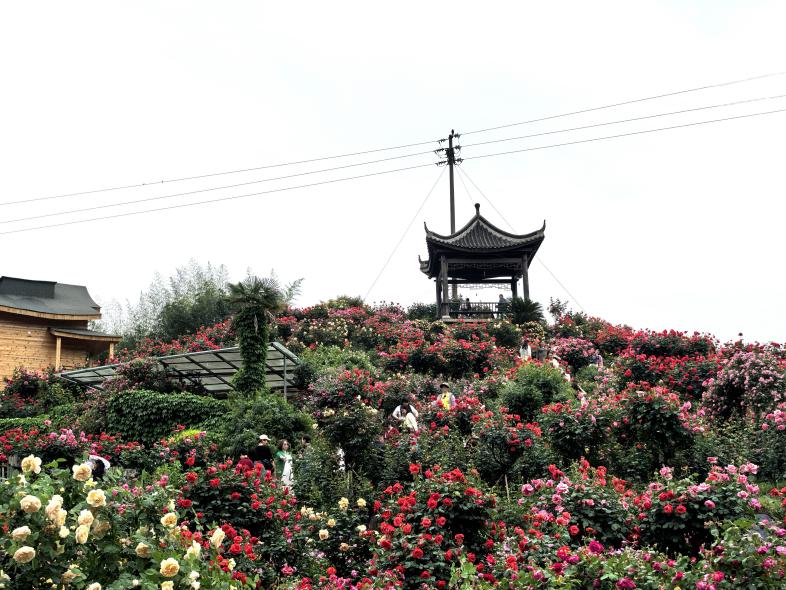 玫瑰盛放，美不胜收。徐雯瑄摄