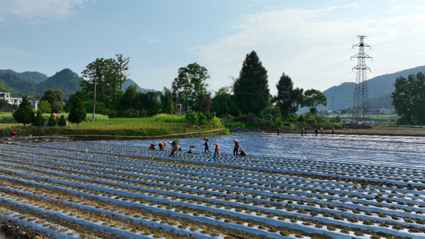 村民正在田裡栽種辣椒。胡程攝