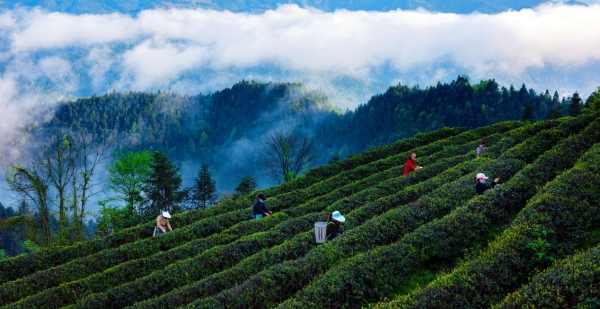 茶农采摘春茶。秀山县农业农村委 供图
