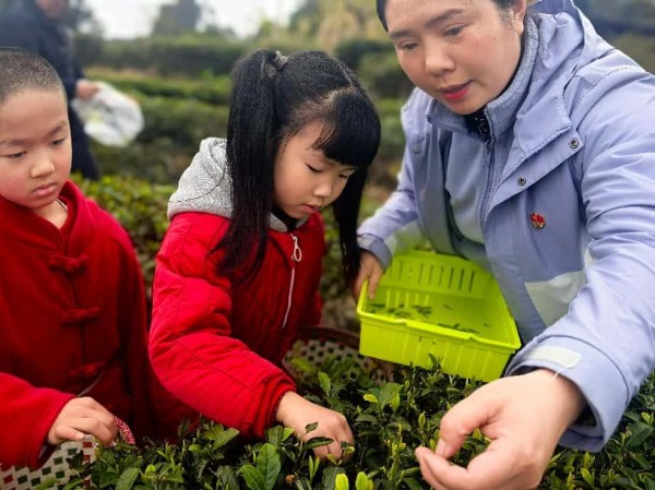 體驗採摘茶葉。三官殿幼兒園供圖