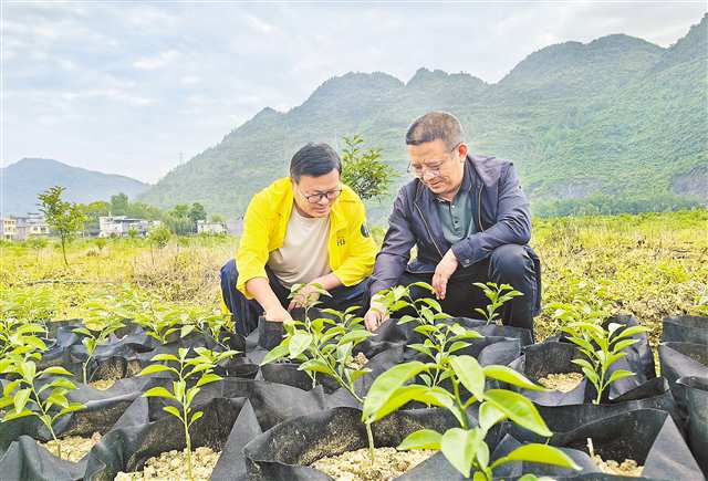 酉阳柚香谷总经理刘璞（左）和酉阳县农业产业发展中心副主任田海龙在查看从浙江常山运来的香柚苗。记者 彭瑜 摄\视觉重庆