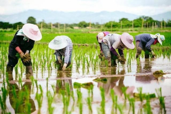 学生在田间地头体验劳作艰辛。重庆科技大学供图