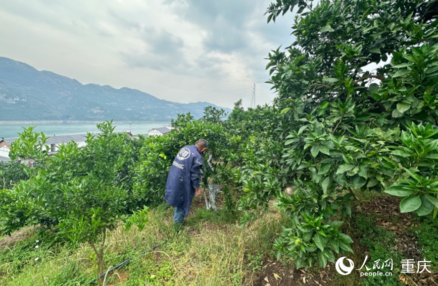 三沱村的村民正在为果树刷石灰进行管护。人民网记者 刘政宁摄