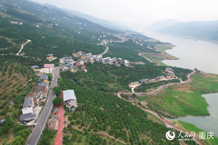 三沱村通过脐橙产业生动践行了“两山”理念的转化路径。人民网记者 刘政宁摄