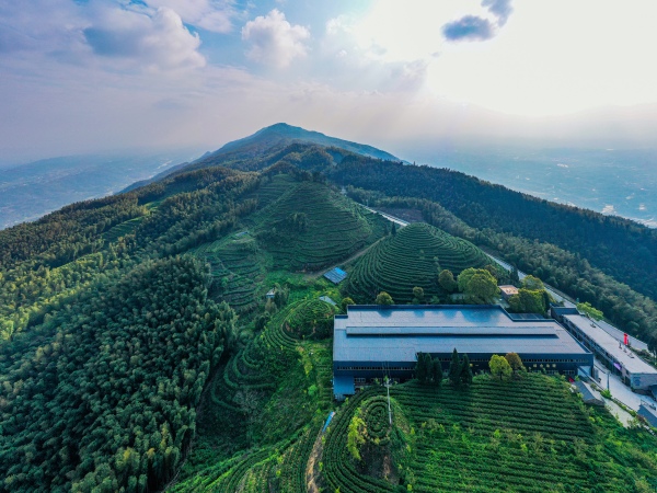 水南竹语位于茶山竹海内的有机茶园。永川区委宣传部供图