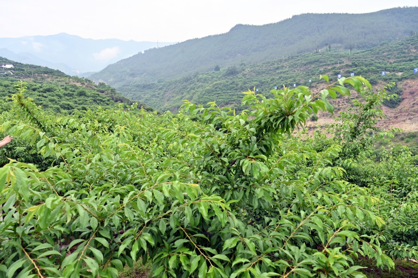 柑园村漫山遍野的脆李树。邹乐摄