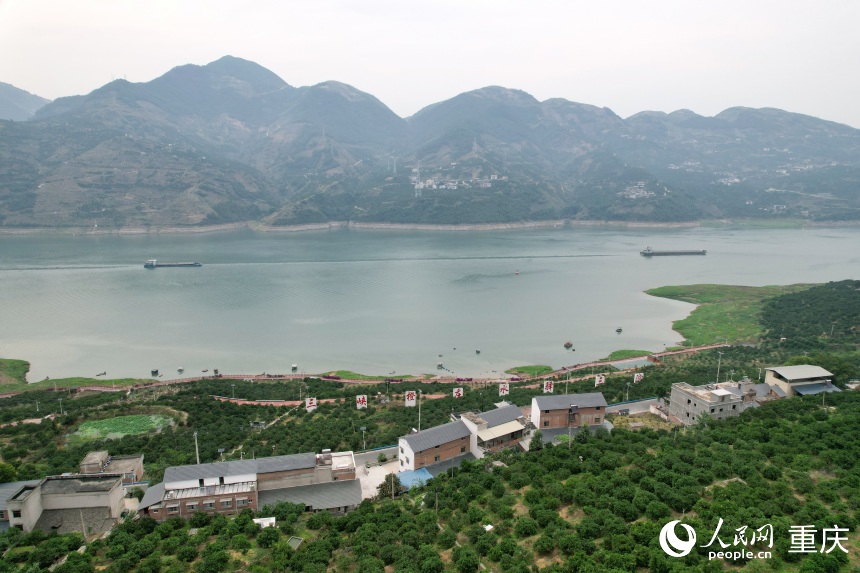 三沱村正以“三峡橙庄”建设为契机，描绘乡村振兴新图景。人民网记者 刘政宁摄