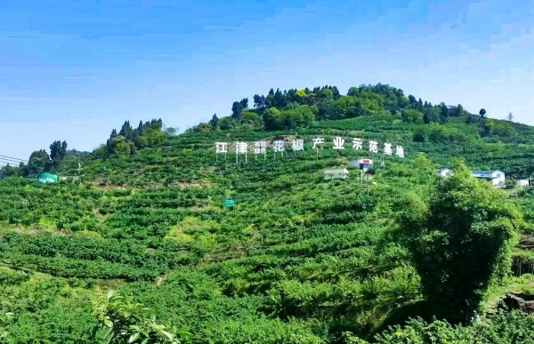 花椒产业示范基地。江津区委宣传部供图