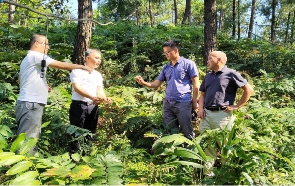 研究所副所长、研究员胡开治开展黄精种植技术指导。重庆市药物种植研究所供图