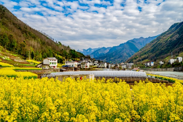 修齊鎮白果村鄉村美景。修齊鎮供圖