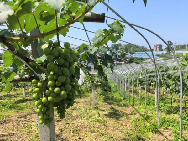 石龍社區葡萄小鎮葡萄即將豐收。蔣海濤攝