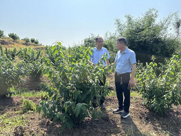 農行工作人員深入田間地頭了解臘梅苗種植情況。鄒雨璠 攝