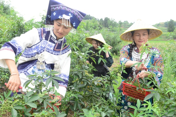 村民采摘花椒。蔡昌怀摄