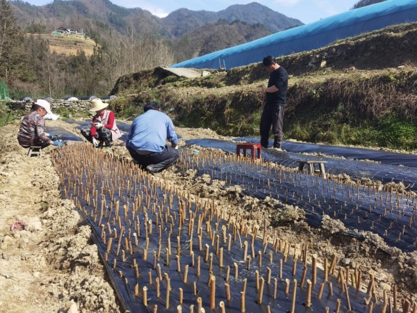 村民管护连翘。城口县委宣传部供图
