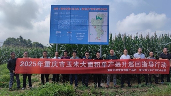 專家實地交叉考察綦江玉米單產提升示范基地。綦江區融媒體中心供圖